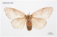 藏品(木毒蛾)的圖片